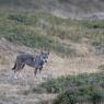 Lupo italico - Italian wolf (Canis lupus italicus)