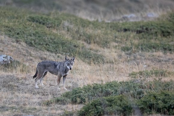 Lupo italico - Italian wolf (Canis lupus italicus)