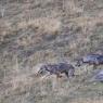 Lupo italico - Italian wolf (Canis lupus italicus)