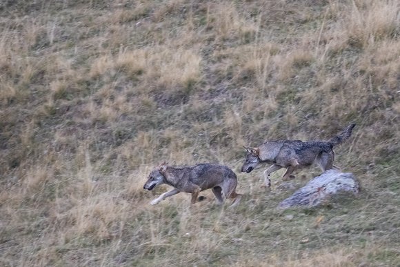 Lupo italico - Italian wolf (Canis lupus italicus)