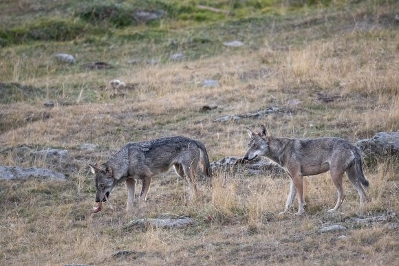 Lupo italico - Italian wolf (Canis lupus italicus)