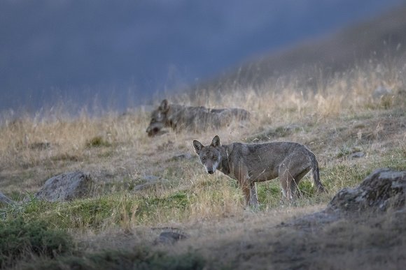 Lupo italico - Italian wolf (Canis lupus italicus)