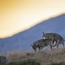 Lupo italico - Italian wolf (Canis lupus italicus)