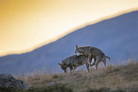 Lupo italico - Italian wolf (Canis lupus italicus)