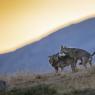 Lupo italico - Italian wolf (Canis lupus italicus)