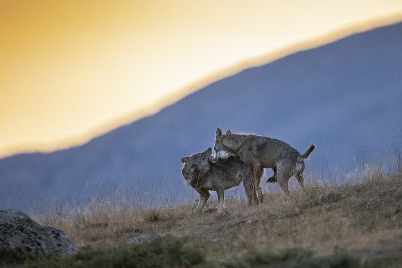 Lupo italico - Italian wolf (Canis lupus italicus)