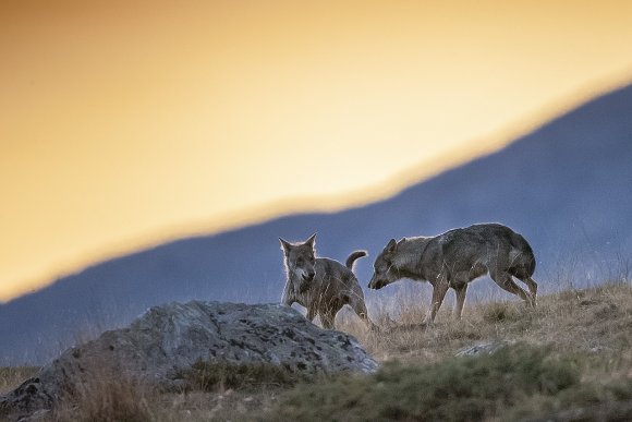 Lupo italico - Italian wolf (Canis lupus italicus)