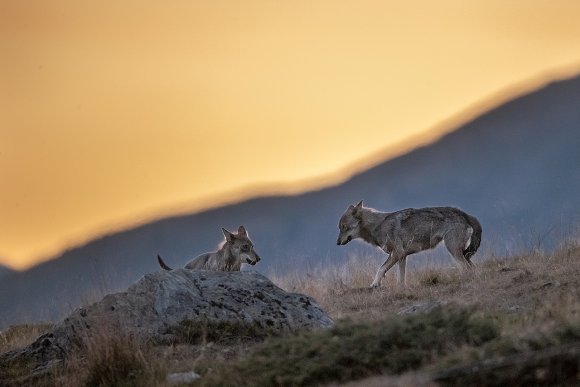 Lupo italico - Italian wolf (Canis lupus italicus)