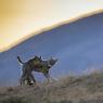 Lupo italico - Italian wolf (Canis lupus italicus)