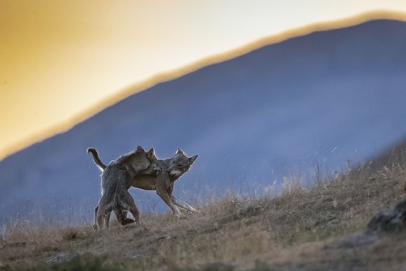 Lupo italico - Italian wolf (Canis lupus italicus)