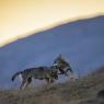 Lupo italico - Italian wolf (Canis lupus italicus)