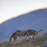 Lupo italico - Italian wolf (Canis lupus italicus)