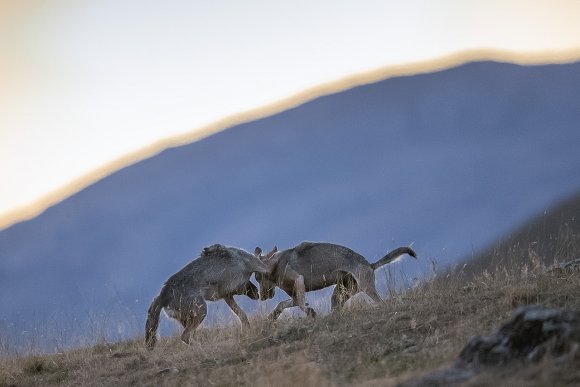 Lupo italico - Italian wolf (Canis lupus italicus)