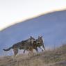 Lupo italico - Italian wolf (Canis lupus italicus)