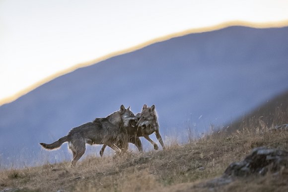 Lupo italico - Italian wolf (Canis lupus italicus)