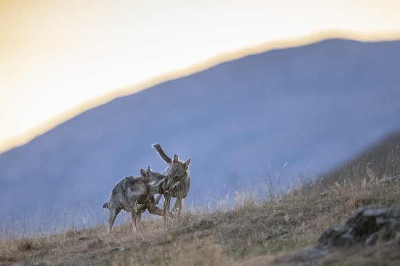 Lupo italico - Italian wolf (Canis lupus italicus)