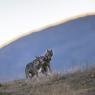 Lupo italico - Italian wolf (Canis lupus italicus)