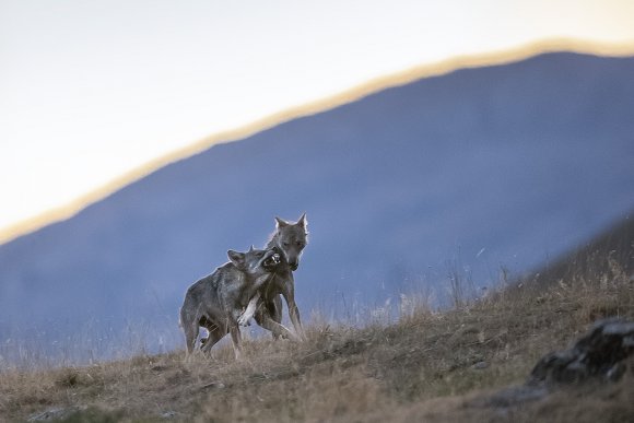 Lupo italico - Italian wolf (Canis lupus italicus)