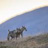 Lupo italico - Italian wolf (Canis lupus italicus)