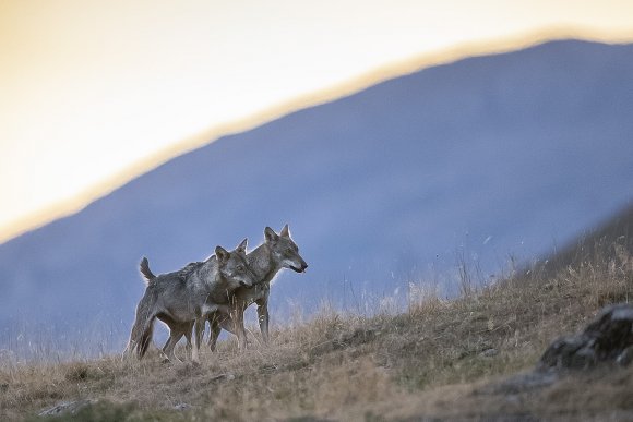 Lupo italico - Italian wolf (Canis lupus italicus)