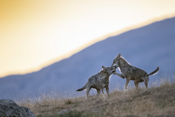 Lupo italico - Italian wolf (Canis lupus italicus)