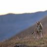 Lupo italico - Italian wolf (Canis lupus italicus)