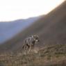 Lupo italico - Italian wolf (Canis lupus italicus)