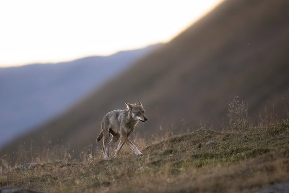 Lupo italico - Italian wolf (Canis lupus italicus)