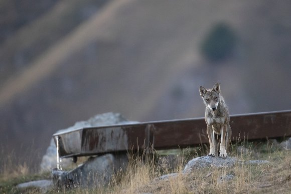 Lupo italico - Italian wolf (Canis lupus italicus)