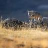 Lupo italico - Italian wolf (Canis lupus italicus)