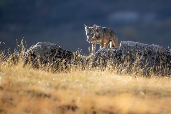 Lupo italico - Italian wolf (Canis lupus italicus)