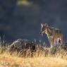 Lupo italico - Italian wolf (Canis lupus italicus)