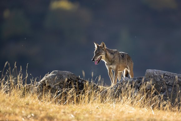 Lupo italico - Italian wolf (Canis lupus italicus)