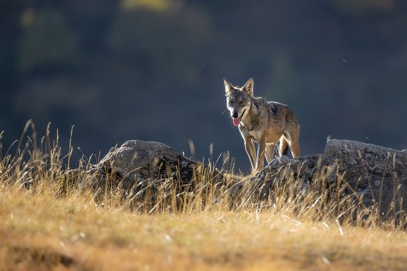 Lupo italico - Italian wolf (Canis lupus italicus)