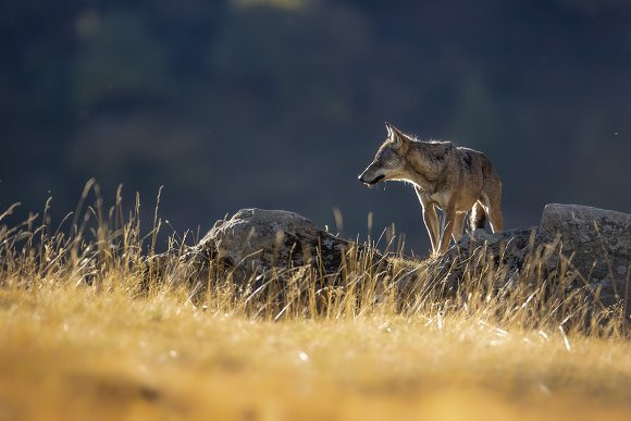 Lupo italico - Italian wolf (Canis lupus italicus)