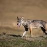 Lupo italico - Italian wolf (Canis lupus italicus)