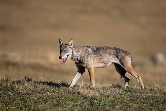 Lupo italico - Italian wolf (Canis lupus italicus)