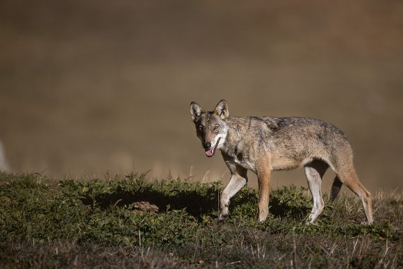 Lupo italico - Italian wolf (Canis lupus italicus)