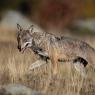 Lupo italico - Italian wolf (Canis lupus italicus)