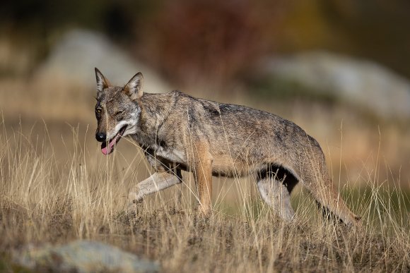 Lupo italico - Italian wolf (Canis lupus italicus)