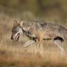 Lupo italico - Italian wolf (Canis lupus italicus)