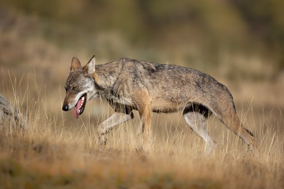 Lupo italico - Italian wolf (Canis lupus italicus)