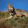 Lupo italico - Italian wolf (Canis lupus italicus)