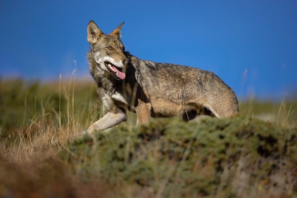 Lupo italico - Italian wolf (Canis lupus italicus)