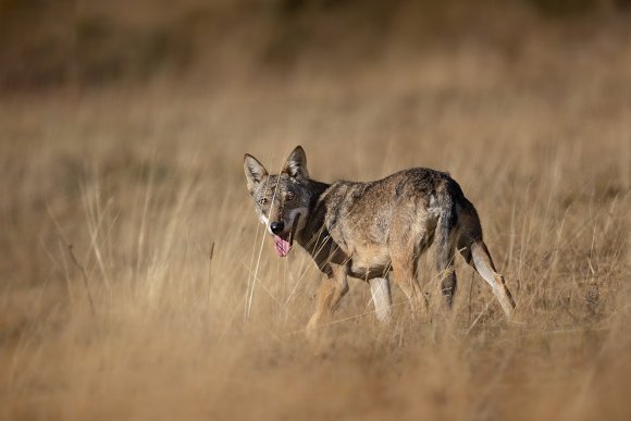 Lupo italico - Italian wolf (Canis lupus italicus)