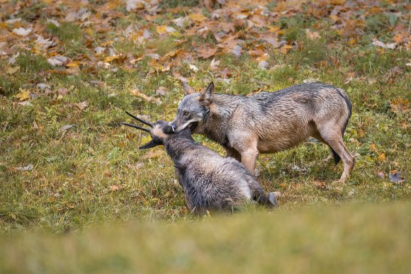 Lupo italico - Italian wolf (Canis lupus italicus)