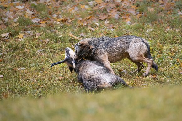 Lupo italico - Italian wolf (Canis lupus italicus)