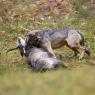 Lupo italico - Italian wolf (Canis lupus italicus)