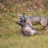 Lupo italico - Italian wolf (Canis lupus italicus)