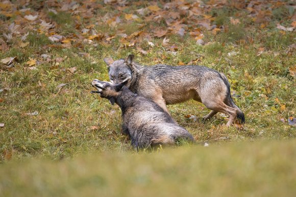 Lupo italico - Italian wolf (Canis lupus italicus)